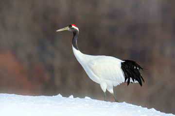 Obraz premium Red-crowned crane, Grus japonensis, white bird with snow, winter scene, Hokkaido, Japan