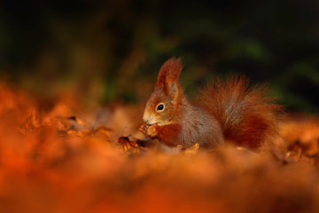 Cute red squirrel with long pointed ears eats a nut in autumn orange scene with nice deciduous forest in the background, hidden in the leaves, with big tail, in the habitat, Sweden