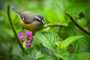 Bananaquit, Coereba flaveola, exotic tropic song bird sitting on the pink flower. Grey and yellow bird in the nature habitat. Animal bird in the Costa Rica green forest.