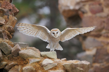 Barn owl, Tyto alba, with nice wings flying on stone wall, light bird landing in the old castle, animal in the urban habitat, United Kingdom