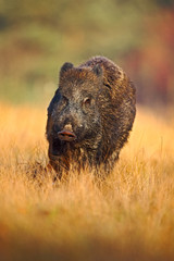Portrait of big Wild boar, Sus scrofa, running in the grass meadow, red autumn forest in background, action scene in the forest grass meadow, Czech republic