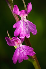 Lax-flowered Orchid, Orchis laxiflora ssp. palustris, flowering European terrestrial wild orchid, nature habitat, detail of bloom, violetclear background, Czech Republic