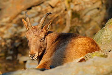 West Caucasian tur, Capra caucasica, sitting on the rock, endangered animal in the nature habitat,...