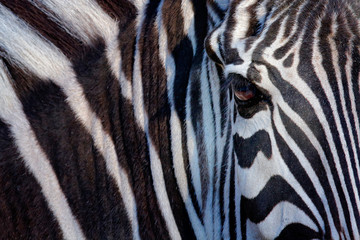 Monochromatic image of a the face of a Grevy's zebra, big eye in the black and white strips, detail animal portrait, Kenya © ondrejprosicky