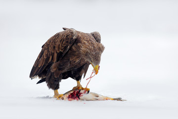 White-tailed Eagle, Haliaeetus albicilla, bird of prey with catch fish in snowy winter scene, animal in snow with ice, viscera in the bill, action animal from nature, Sweden © ondrejprosicky