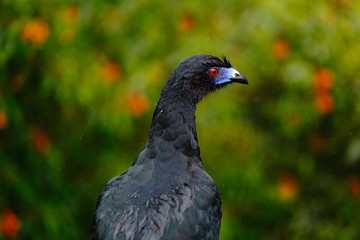 Black Guan, Chamaepetes unicolor, portrait of dark tropic bird with blue bill and red eyes, orange bloom flower, animal in the mountain tropical forest nature habitat, Savegre, Costa Rica