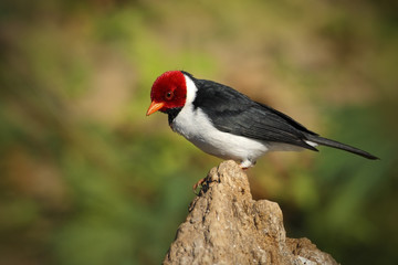 Yellow-billed Cardinal, Paroaria capitata, black and white song bird with red head, sitting on the tree trunk, in the nature habitat, Pantanal, Brazil