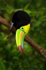 Keel-billed Toucan, Ramphastos sulfuratus, bird with big bill sitting on the branch in the forest, detail beak portrait, animal in the nature forest animal, Salvador