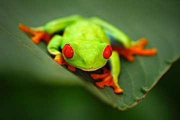 Red-eyed Tree Frog, Agalychnis callidryas, animal with big red eyes, in the nature habitat,  Panama
