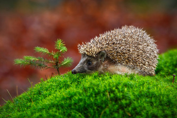 West European Hedgehog in green moss with little spruce tree, orange background during autumn,...