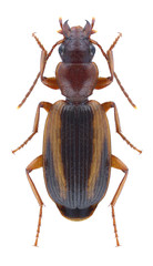 Beetle Cymindis lineata