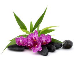 Zen pebbles and orchid flower. Stone spa and healthcare concept.