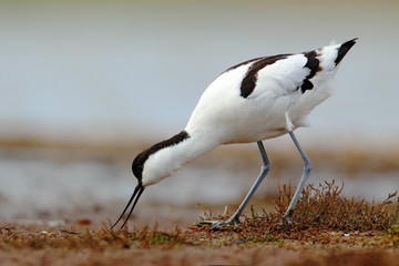 Pied Avocet, Recurvirostra avosetta, black and white in the green grass, drinking water, bird in the nature habitat, Hungary