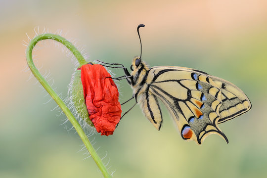 Papilio machaon on Papaver rhoeas