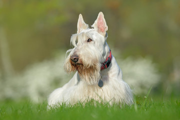 White, wheaten scottish terrier, cute dog on green grass lawn, white flower in the background,  Scotland, United Kingdom