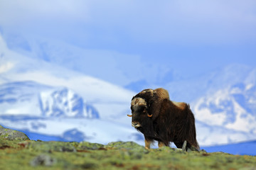 Musk Ox, Ovibos moschatus, with mountain and snow in the background, big animal in the nature habitat, Greenland - obrazy, fototapety, plakaty