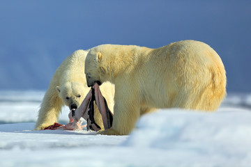 Polar bears, pair of big anilmals with seal pelt after feeding carcass on drift ice with snow and blue sky in Arctic Svalbard, in the cold nature habitat, Norway