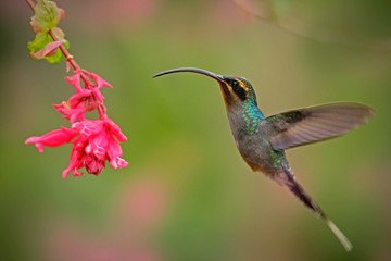 Hummingbird with long beak, Green Hermit, Phaethornis guy. Hummingbird with clear light green background Hummingbird action flying scene in the nature habitat and nice pink flower bloom in Costa Rica