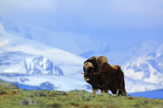 Musk Ox, Ovibos moschatus, with mountain and snow in the background, big animal in the nature habitat, Greenland