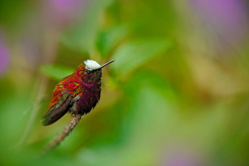 Snowcap, Microchera albocoronata, rare hummingbird from Costa Rica, red-violet bird sitting in beautiful pink flowers, scene at green tropical forest, animal in the nature habitat, Turrialba