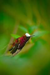 Fototapeta na wymiar Snowcap, Microchera albocoronata, rare hummingbird from Costa Rica, red-violet bird sitting in beautiful pink flowers, scene at green tropical forest, animal in the nature habitat, Turrialba