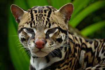 Detail portrait of ocelot, nice cat margay sitting on the branch in the costarican tropical forest,...