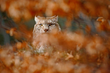 Eurasian Lynx, portrait of wild cat hidden in orange branch, animal in the nature habitat, Germany