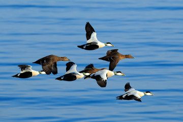 Eider, Somateria mollissima, flock of birds, beautiful sea birds flying above the dark blue sea water, Helgoland, Germany