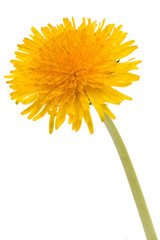 Naklejka premium Dandelion flower isolated on white background cutout