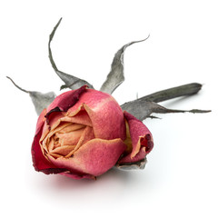 Fototapeta premium dried rose flower head isolated on white background cutout