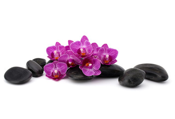 Zen pebbles and orchid flower. Stone spa and healthcare concept.