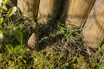 morel mushroom common in the grass near a wooden palisade - Morchella Esculenta