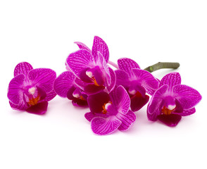 Orchid flower head bouquet  isolated on white background cutout