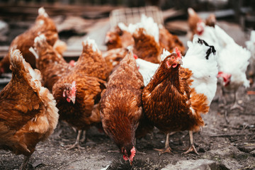 chicken and rooster walking around the yard