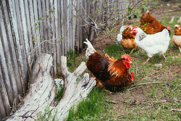 chicken and rooster walking in the grass