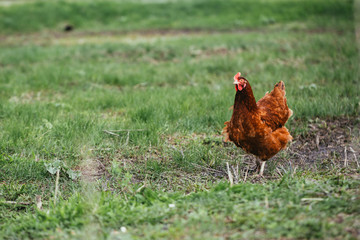 rustic chicken brown coloring on a background of grass