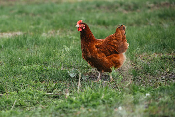 rustic chicken brown coloring on a background of grass