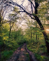 Trail in spring forest while weekend walk during sunset