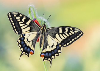 Obraz na płótnie Canvas Papilio machaon 