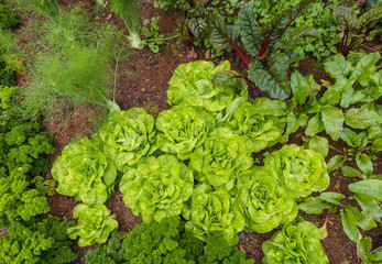 vegetable garden with leaf vegetables