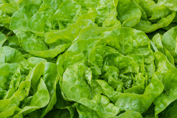 closeup of fresh garden lettuce