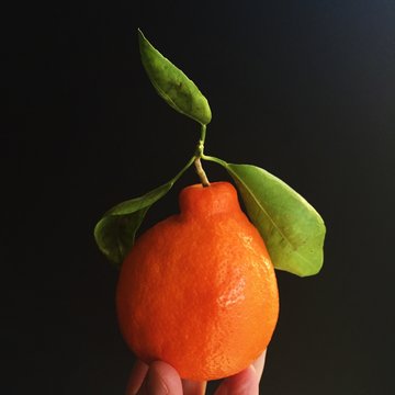 Human hand holding a tangelo fruit
