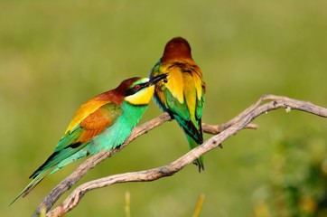 Couple of bee eaters on leafless branch