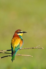 Close-up of bee-eater on tree branch