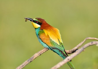 Bee-eater on leafless branch.