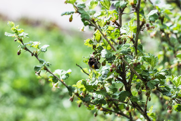 bumblebee pollinates a gooseberry bush