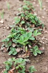 strawberry bush