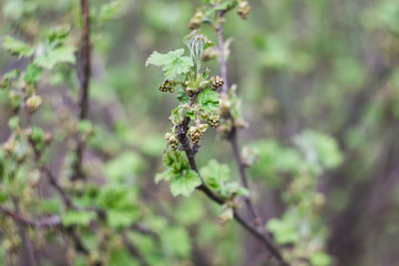 currant twig before flowering