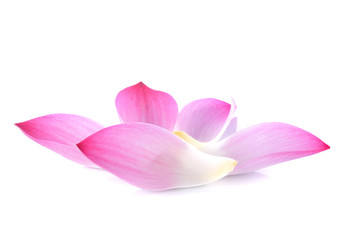 lotus petals on white background