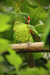 Beautiful green parrot Finsch's parakeet, Aratinga finschi, bird in the forest habitat, situng on the tree with green leaves, hidden in the forest, Costa Rica